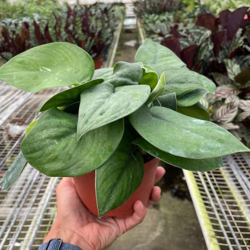 6 POTHOS JADE.SATIN TEMP 9.13.23 e0729475 093f 4fc0 b56f cabf242d8c79