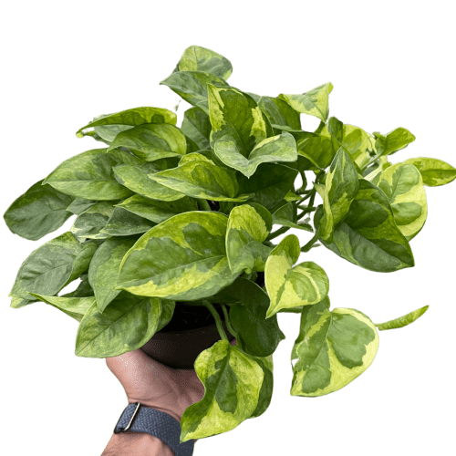 6 POTHOS LEMON.MARINGUE TEMP.Square