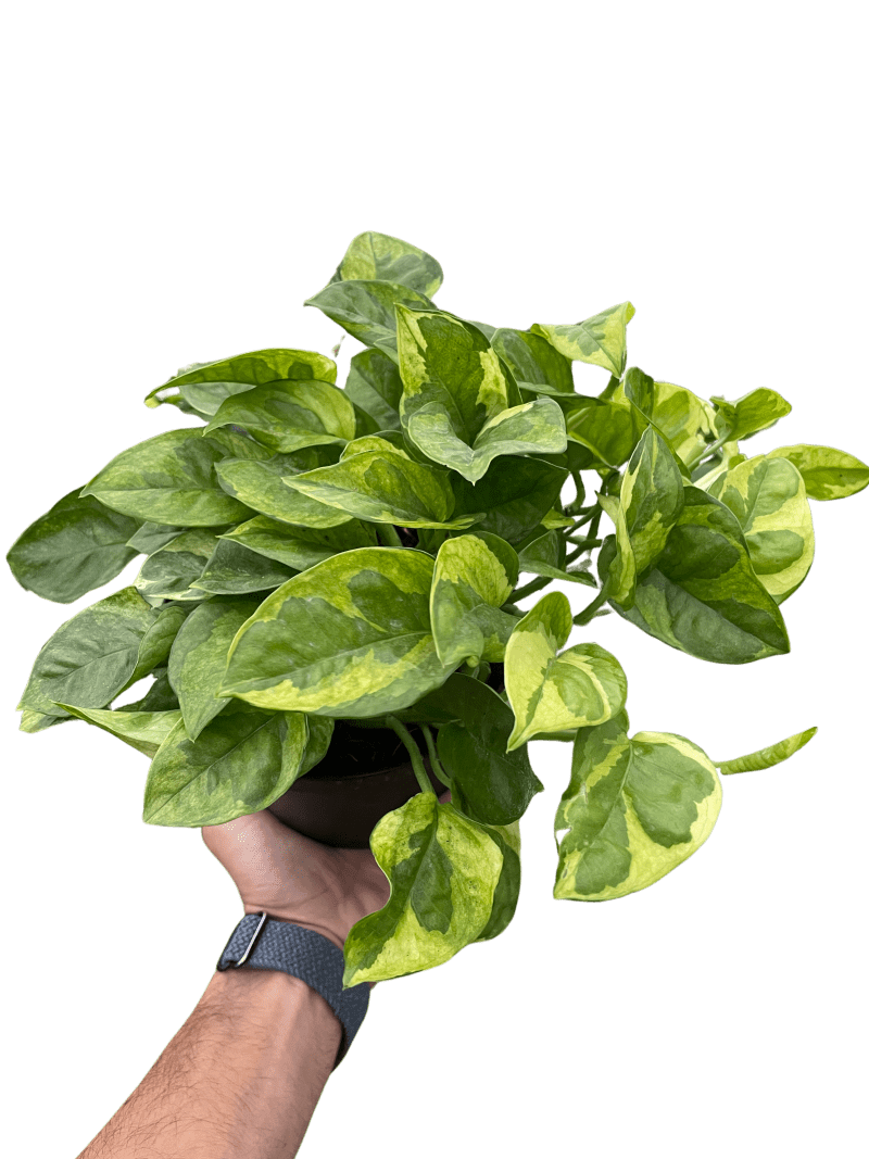 6 POTHOS LEMON.MARINGUE TEMP 2.23.24 e6f33bff d823 4eaa adf5 871d6b8d742e