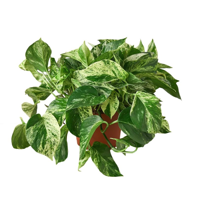 6 POTHOS SNOW.QUEEN 1 1800x1800 2e192e92 0467 4adb 92d4 b5fb413ecbad