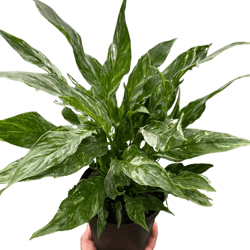 6 SPATHIPHYLLUM DOMINO TEMP.Square