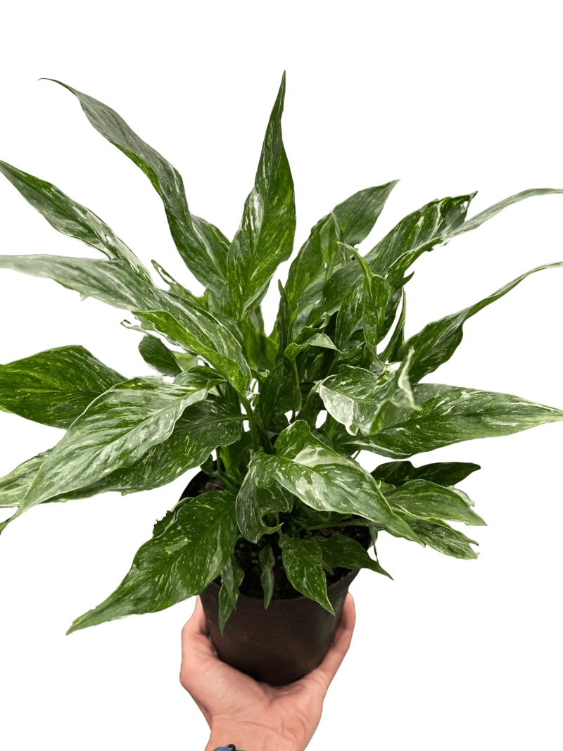 6 SPATHIPHYLLUM DOMINO TEMP c4cbb084 41e5 4414 ac4b 476166281e3b