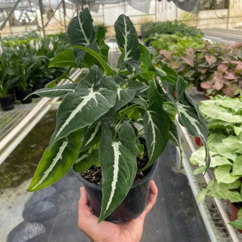 6 SYNGONIUM BLACK.VELVET TEMP 1536x2048 abd5fbbe ee8c 49f4 9fbd ba89647b241a