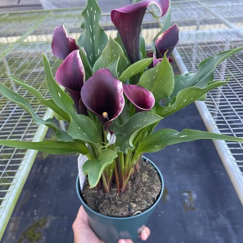 6 ZANTEDESCHIA CALLA.LILY DARK.PURPLE TEMP 11.7.23 47abe844 3f20 43ad ad10 440bac29e69a