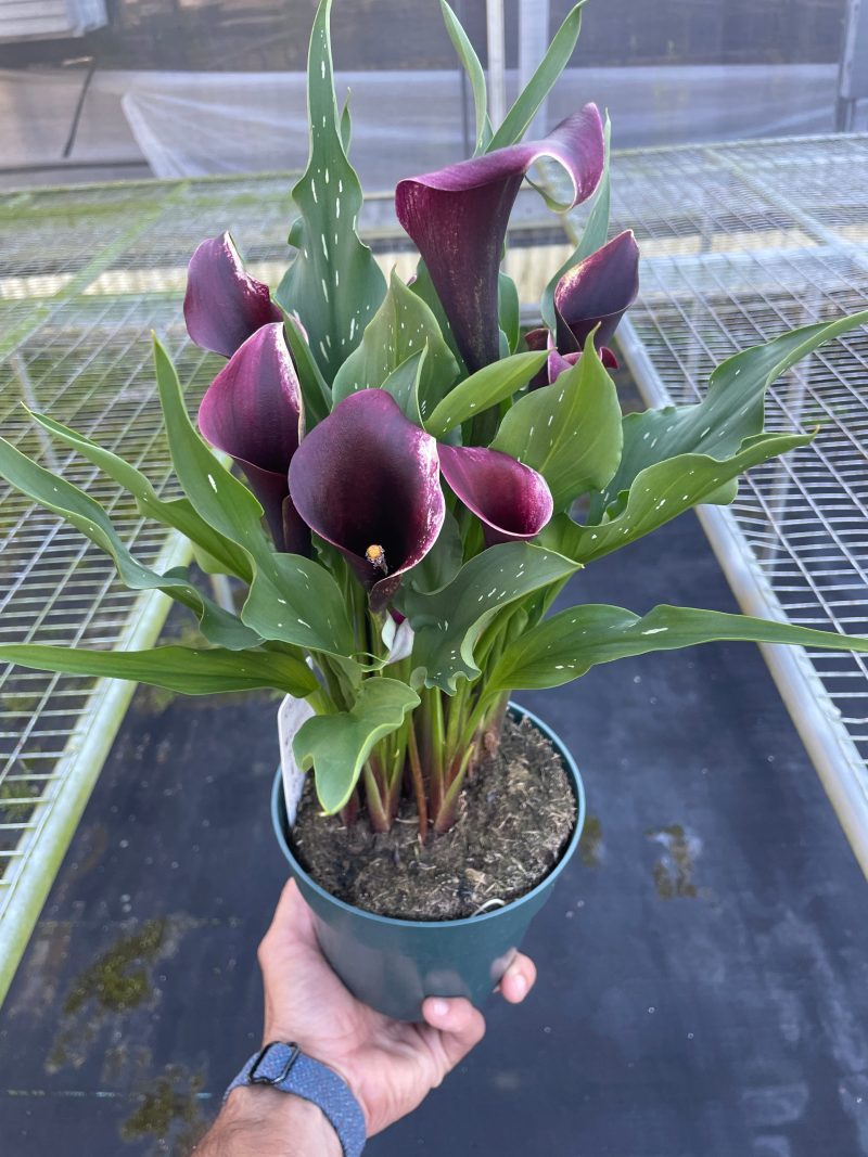 6 ZANTEDESCHIA CALLA.LILY DARK.PURPLE TEMP 11.7.23 47abe844 3f20 43ad ad10 440bac29e69a