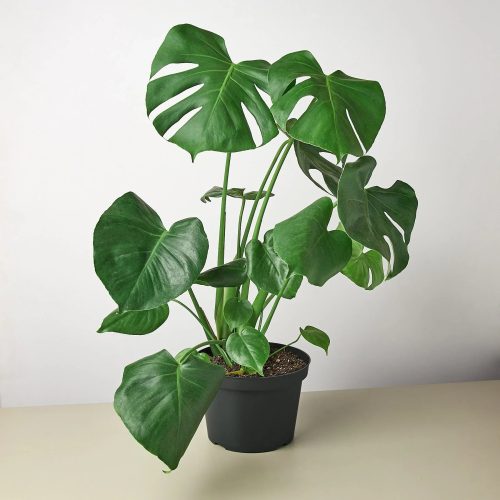 8 MONSTERA 1 1800x1800 5b8cf10a 2da7 4d7e 82ff 9374e4df44a4