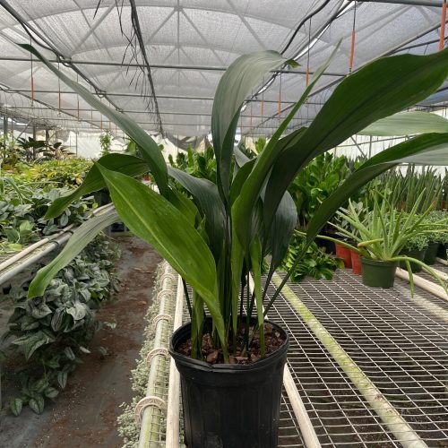 8 ASPIDISTRA CAST.IRON TEMP 5.16.24