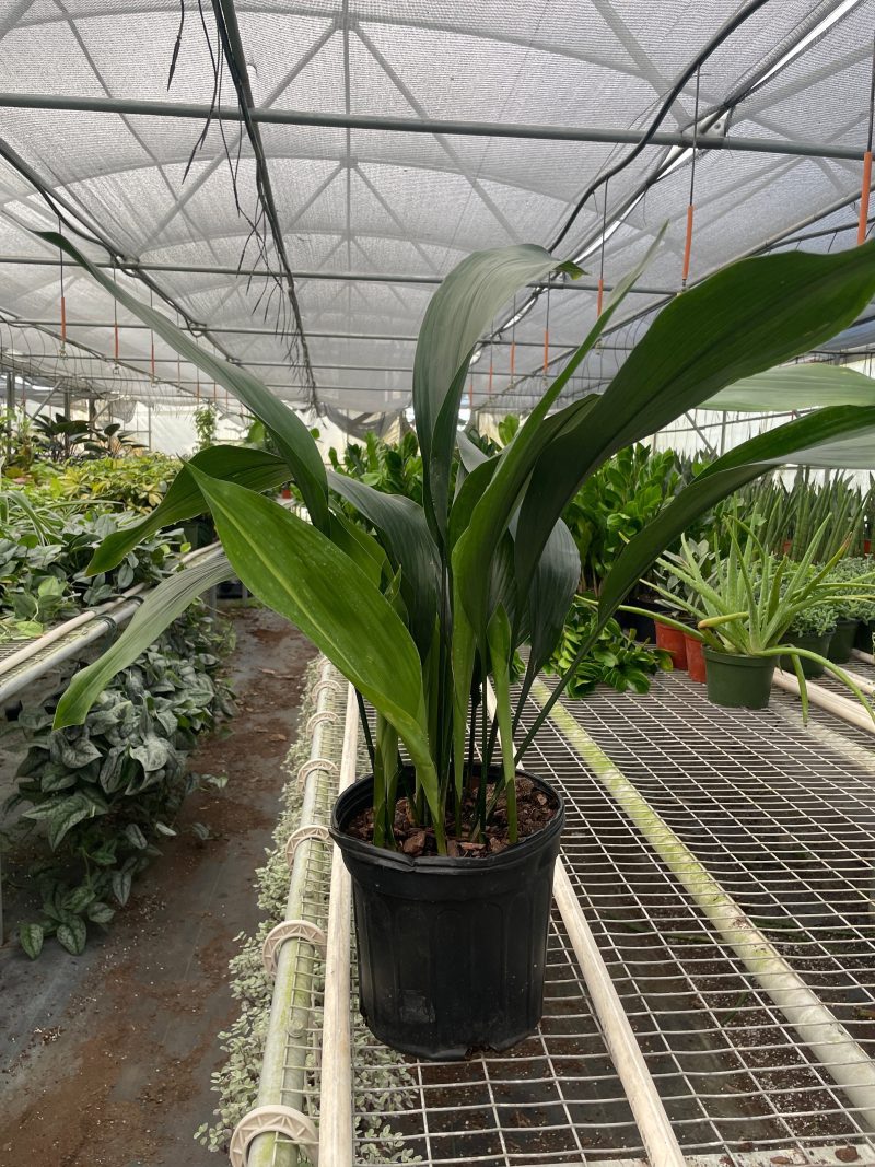 8 ASPIDISTRA CAST.IRON TEMP 5.16.24