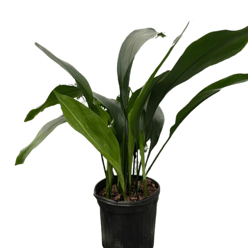 8 ASPIDISTRA CAST.IRON TEMP 5.16.24.Square