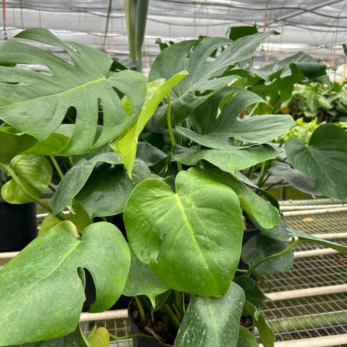 8 MONSTERA DELICIOSA TEMP 3.12.24 86b253e7 783a 4767 bf81 47d2fba2fc22