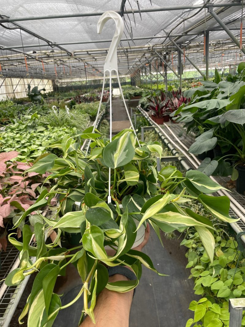 8 PHILODENDRON SILVER.STRIPE TEMP 6.12.24