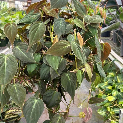 8 PHILODENDRON VELVET TEMP 3.12.24 16b00649 eae2 470a af91 9976c793a40c