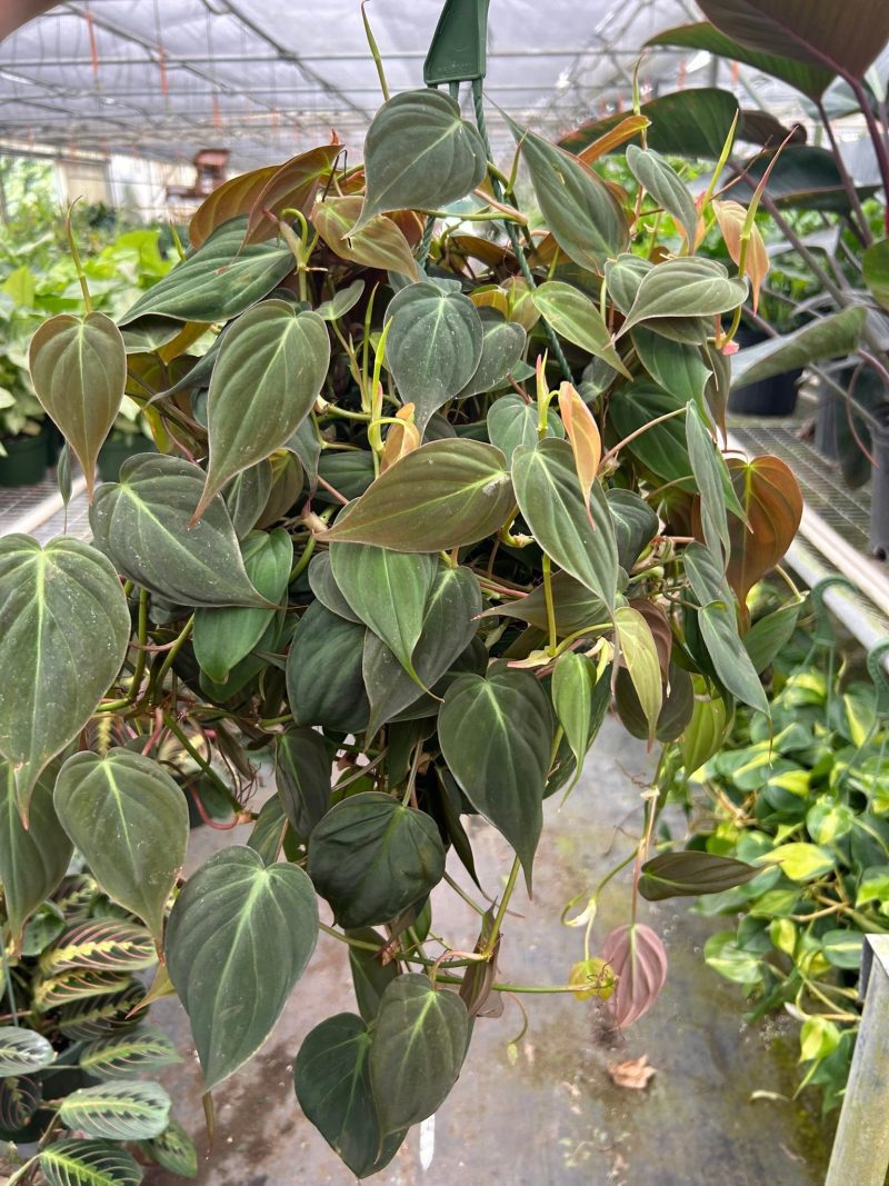 8 PHILODENDRON VELVET TEMP 3.12.24 16b00649 eae2 470a af91 9976c793a40c