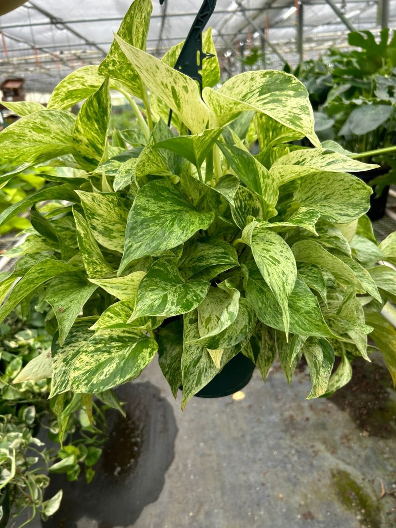 8 POTHOS MARBLE.QUEEN TEMP 3.12.24