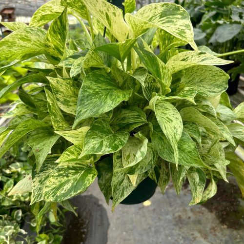 8 POTHOS MARBLE.QUEEN TEMP 3.12.24 cea24df5 657c 4f5e 8f14 0849e083d086