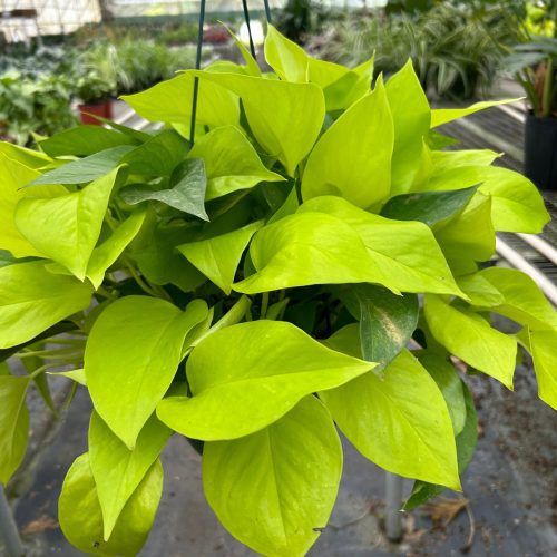 8 POTHOS NEON TEMP 3.12.24 a194c148 191a 4530 adf4 f3f3cfe1a225