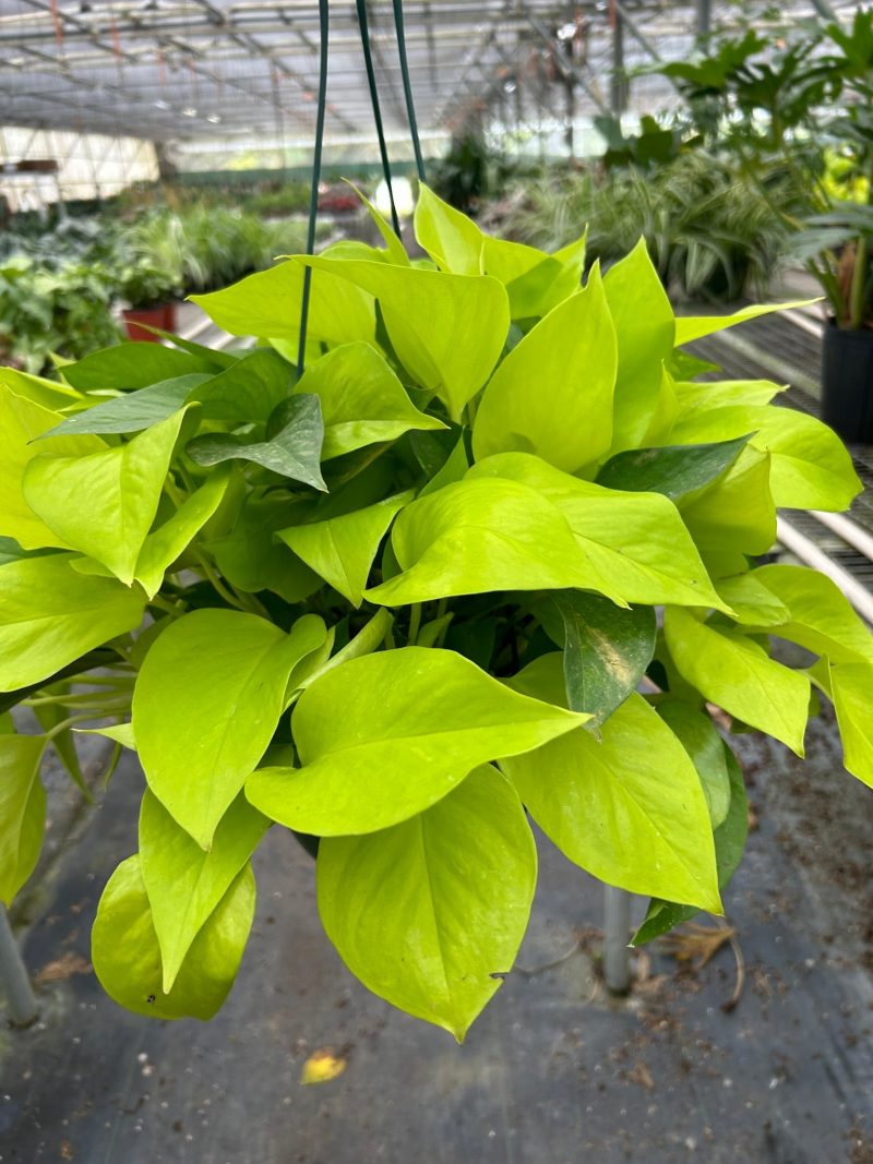 8 POTHOS NEON TEMP 3.12.24 a194c148 191a 4530 adf4 f3f3cfe1a225