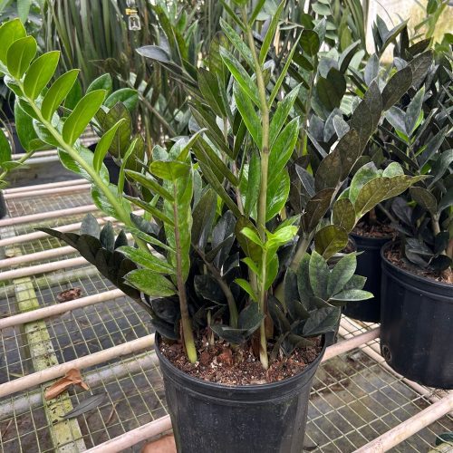 8 ZAMIOCULCAS BLACK TEMP 3.12.24 aa1fe4b7 618b 4c75 a334 3cfafe7e9306