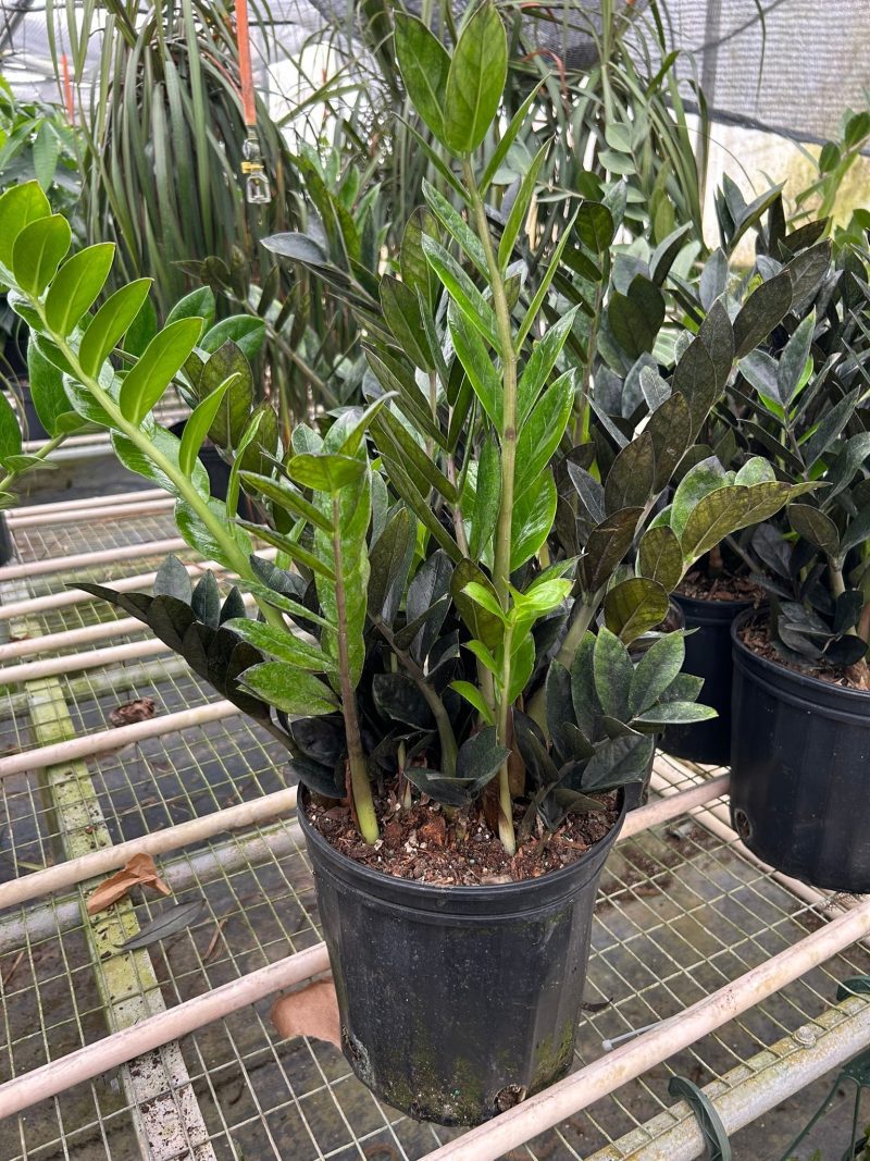 8 ZAMIOCULCAS BLACK TEMP 3.12.24 aa1fe4b7 618b 4c75 a334 3cfafe7e9306