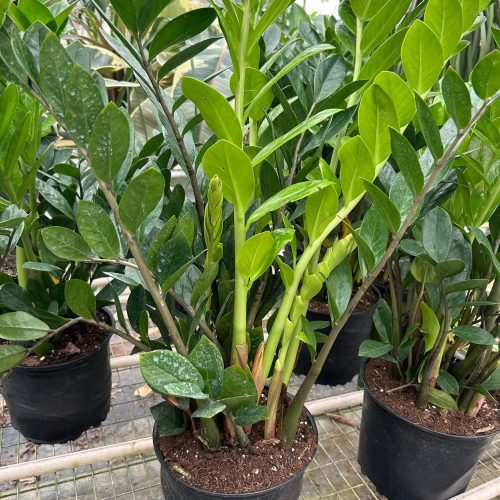 8 ZAMIOCULCAS ZAMIFOLIA TEMP 3.12.24 e53100e7 c389 4f9a 9b5e 2b429f24e5c3