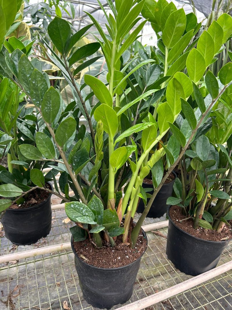 8 ZAMIOCULCAS ZAMIFOLIA TEMP 3.12.24 e53100e7 c389 4f9a 9b5e 2b429f24e5c3