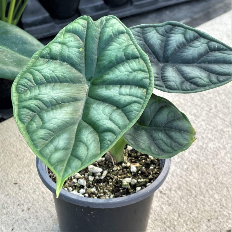 Alocasia Dragon Scale