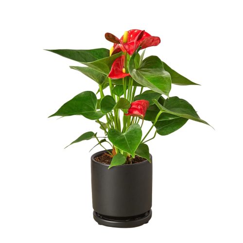 Anthurium Red black round 26793185 42ab 458d 9d35 39982af2927f