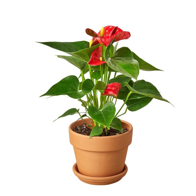 Anthurium Red terra cota 1cb2c4a0 3c41 4c7a b0ae 5a5597663ed4