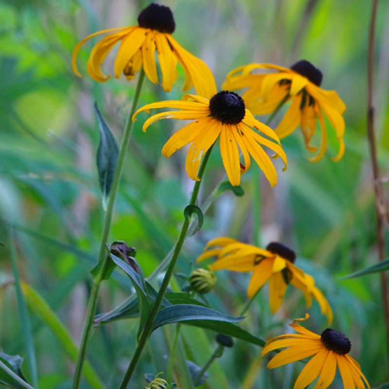 Black eyed Susan Rudbeckia 69529