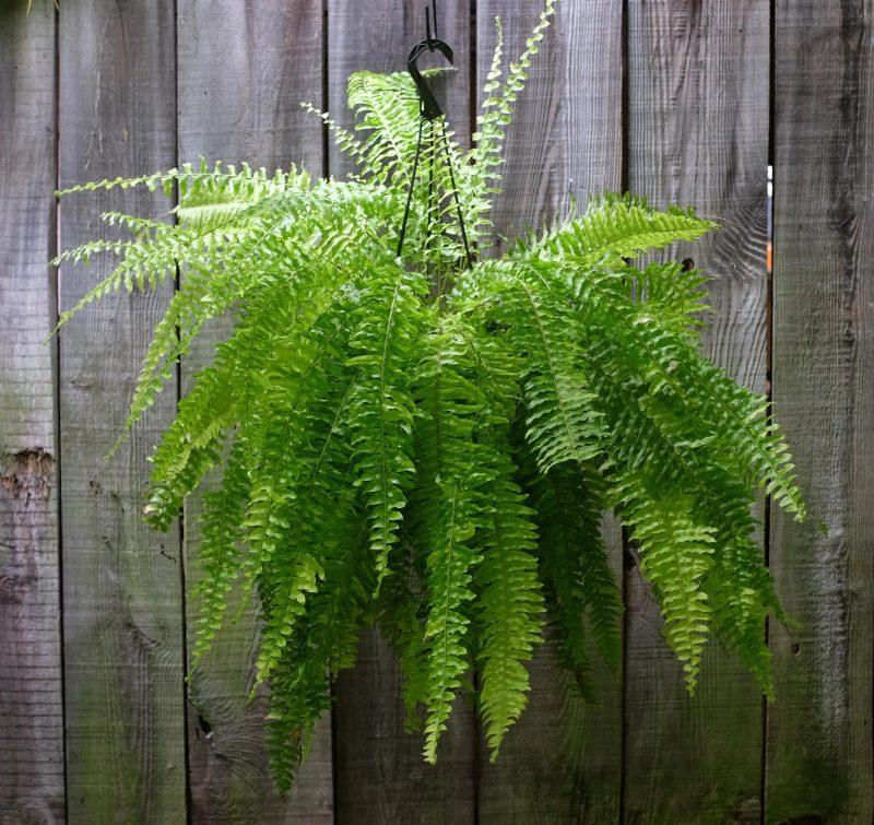 Boston Fern Plant