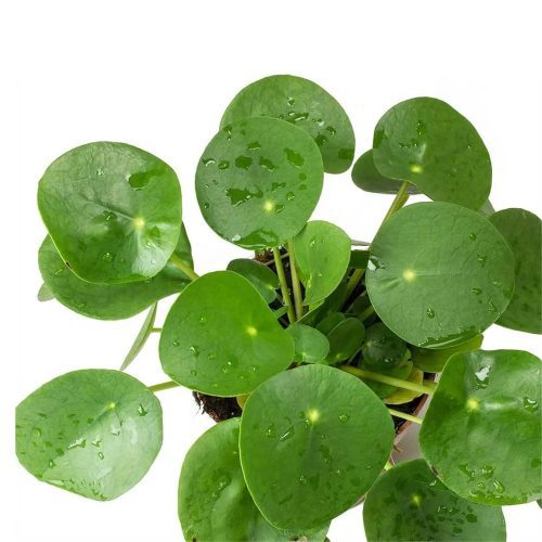 Chinese Money Plant Pilea Peperomioides Indoor Plant in 4 Nursery Pots for Home Office Desk Room 2eff6fcb aaa6 497e 921b bdb7873da50f.71035d57d4b1a944e2090a6e62cababa