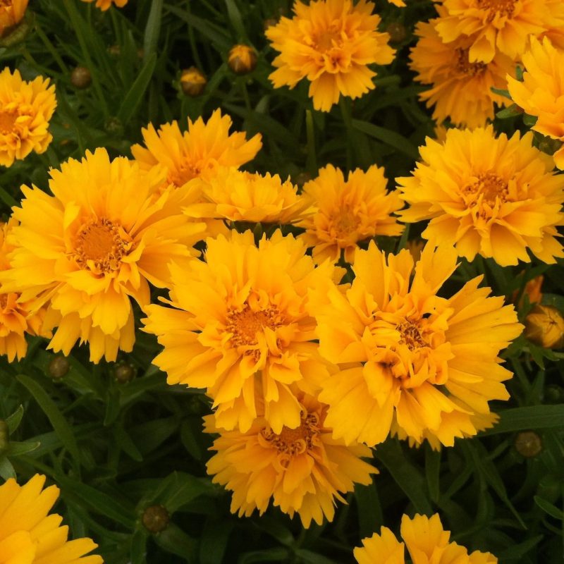 Coreopsis grandiflora Early Sunrise