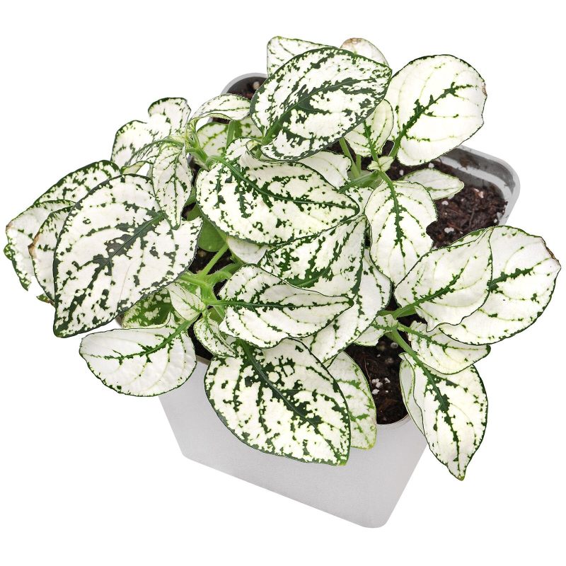 Hypoestes Phyllostachya Splash White 2 Nursery Pot Easy to Grow Live Healthy Houseplant for Home Office Decoration 2 Nursery Pot 151bb1b6 ab51 4004 995e 7674c6e5a483.c5d9878861f05b154