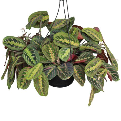 Maranta Red