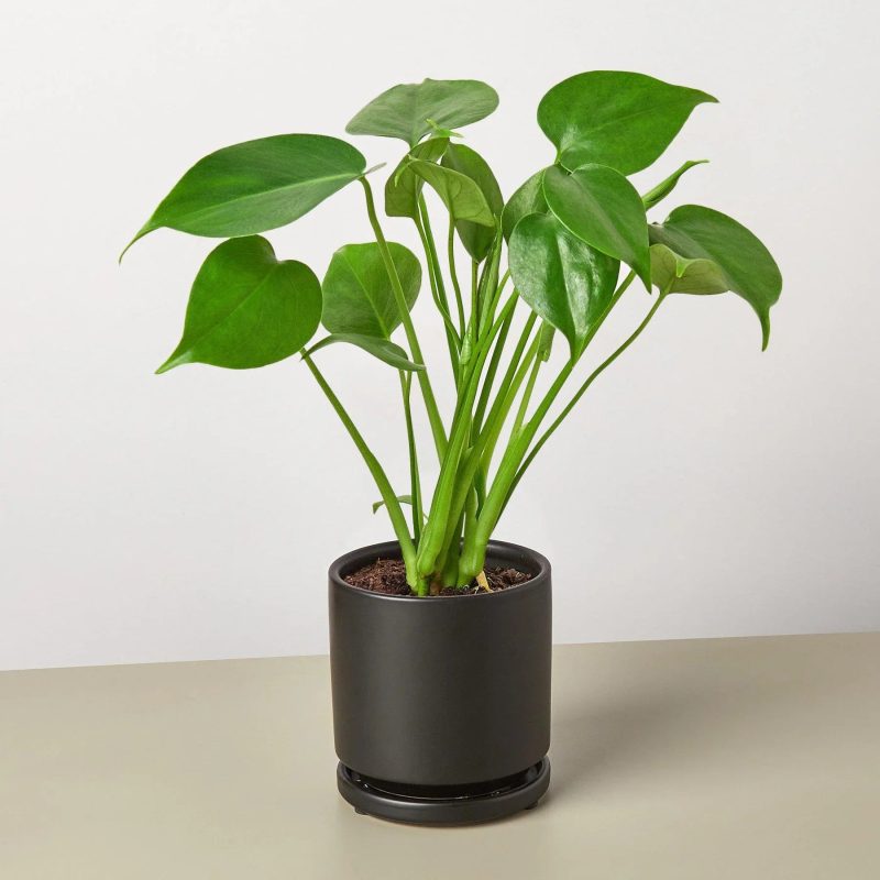 Philodendron Monstera black round 1800x1800 495d3d55 6012 4e1f b956 7e80265b90e7