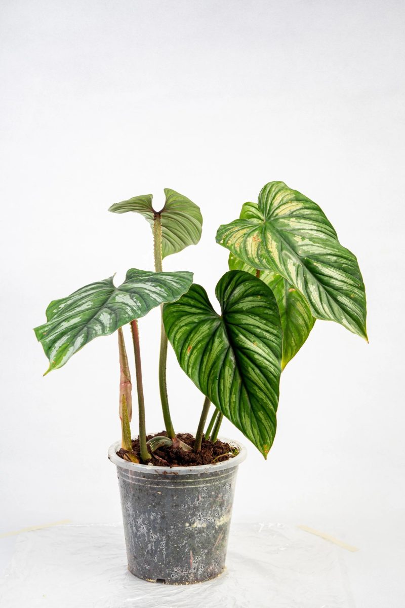 Philodendron plowmanii 1 a5fd867e 8e7d 4601 93cc dc03c8df87e7