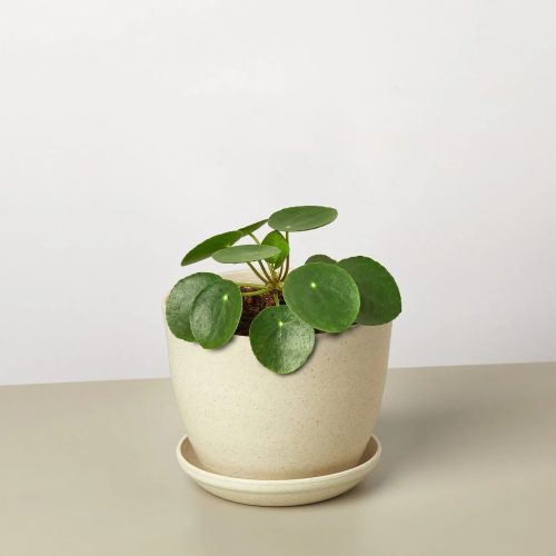 PileaPeperomioides FiberPot 1800x1800 bc210f6b 65e4 4941 8dd6 776bb6d973c9