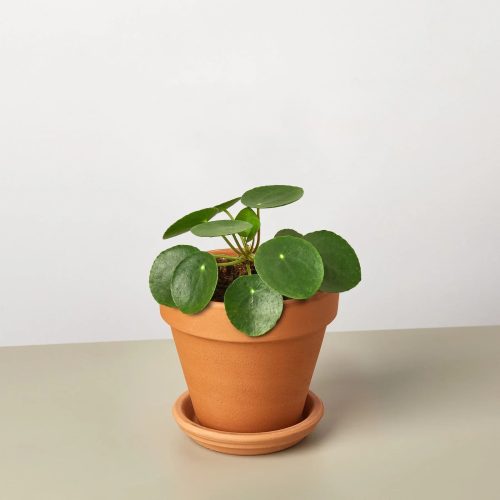 PileaPeperomioides TerraCotta 1800x1800 379cc8f4 0891 474d 9169 5bf3d597ef73