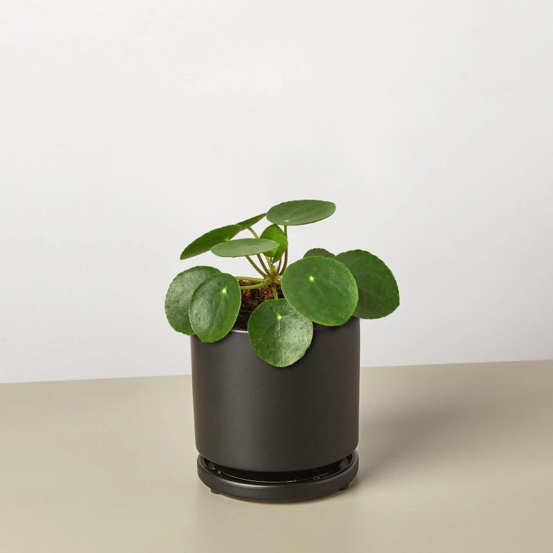 Pilea Peperomioides black round 1800x1800 3b829df3 b597 4ec7 8272 9ce6ec39d8a5