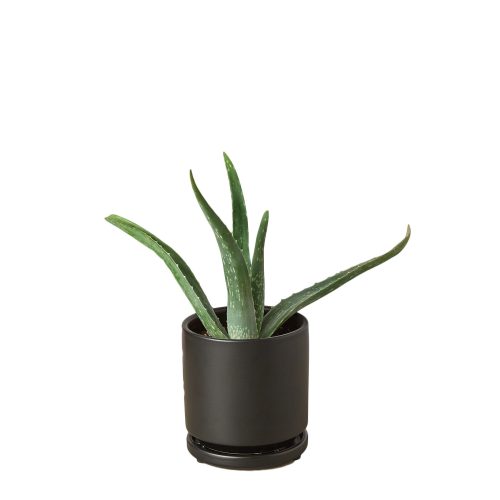 Pre Potted black round Aloe 32c0a516 098d 47ad acb2 13987370f559