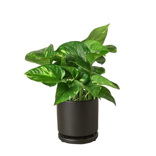 Pre Potted black round Pothos 1800x1800 773b4e6c 63e1 4ff3 bc5b c7ed531c9a95