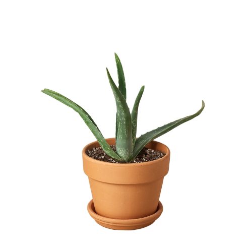 Pre Potted terra cota Aloe 3dcd26ff 3000 4fce 8e50 5d4ff197ae2e