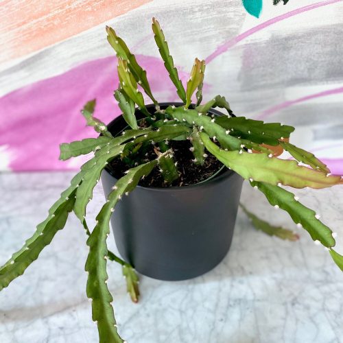 Rhipsalis Cruciforme alt