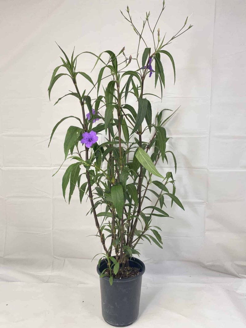 Ruellia Alone