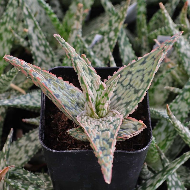 aloe pink blush winter 1 91710