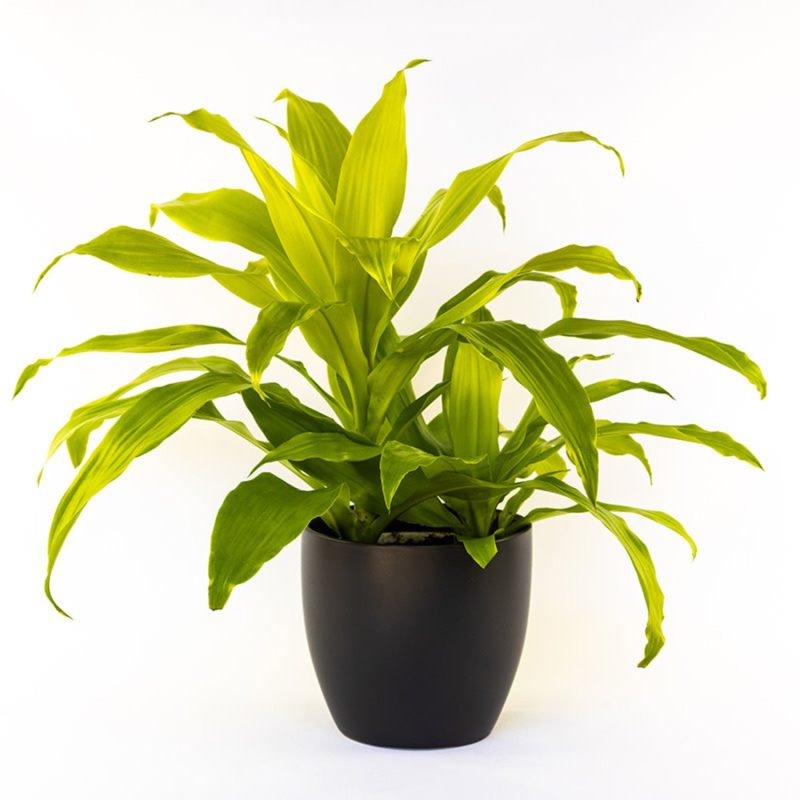 dracaena lemon lime