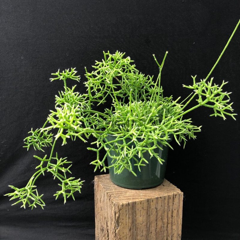 rhipsalis